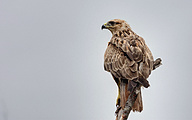 Long-legged Buzzard (HDR edit)